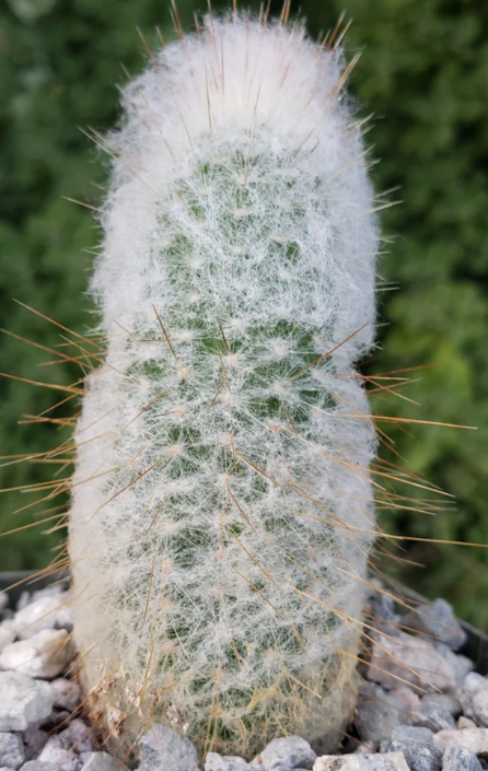 Espostoa churinensis 10 Pieces Seeds