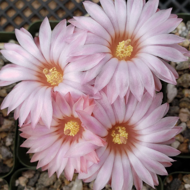 Notocactus gutierezii 10 Pieces Seeds
