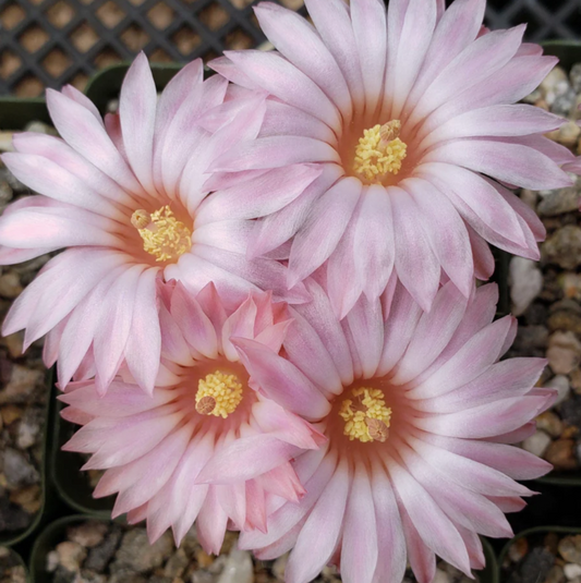 Notocactus gutierezii 10 Pieces Seeds