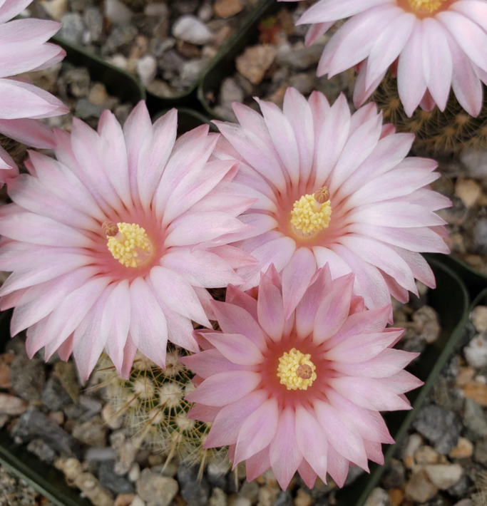 Notocactus gutierezii 10 Pieces Seeds