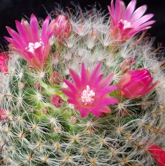 Mammillaria bocasana v. rosalviflora 15 Pieces Seeds
