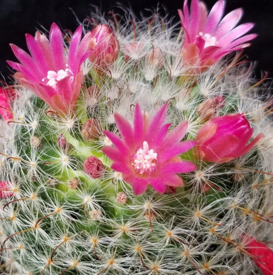 Mammillaria bocasana v. rosalviflora 15 Pieces Seeds