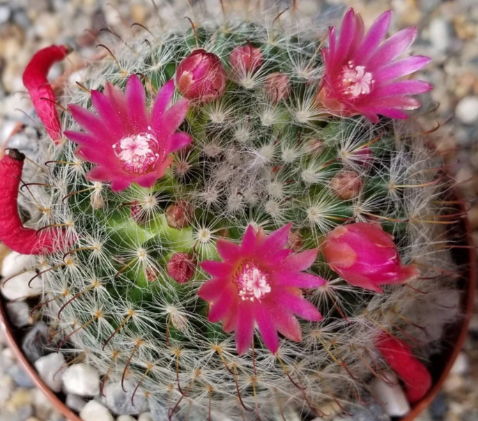 Mammillaria bocasana v. rosalviflora 15 Pieces Seeds