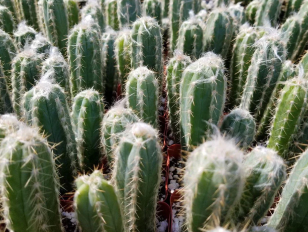Pilosocereus cephalocereus palmeri 10 Pieces Seeds