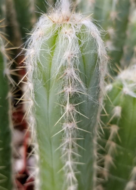 Pilosocereus cephalocereus palmeri 10 Pieces Seeds