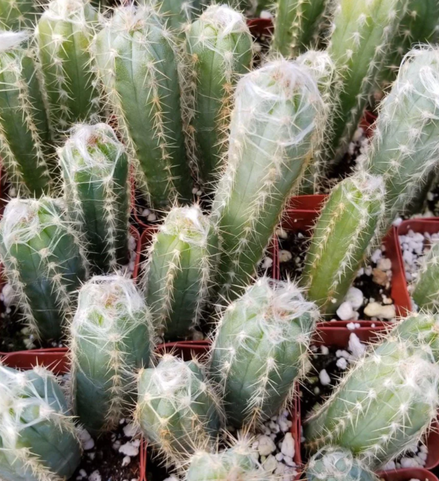 Pilosocereus cephalocereus palmeri 10 Pieces Seeds