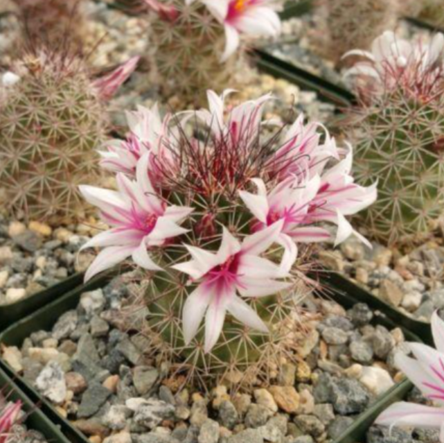 Mammillaria fraileana 10 Pieces Seeds