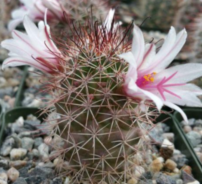 Mammillaria fraileana 10 Pieces Seeds