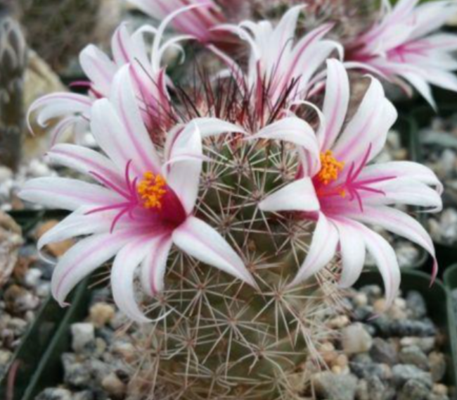 Mammillaria fraileana 10 Pieces Seeds