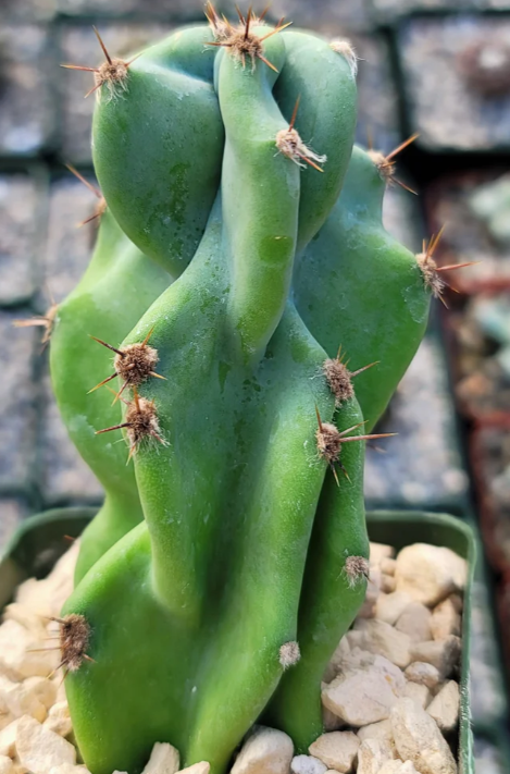 Cereus peruvianus monstrose 15 Pieces Seeds