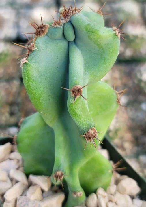Cereus peruvianus monstrose 15 Pieces Seeds