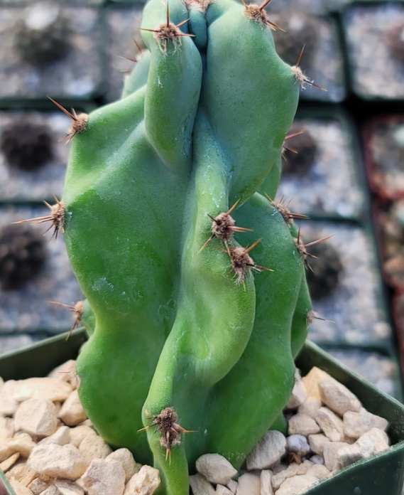 Cereus peruvianus monstrose 15 Pieces Seeds
