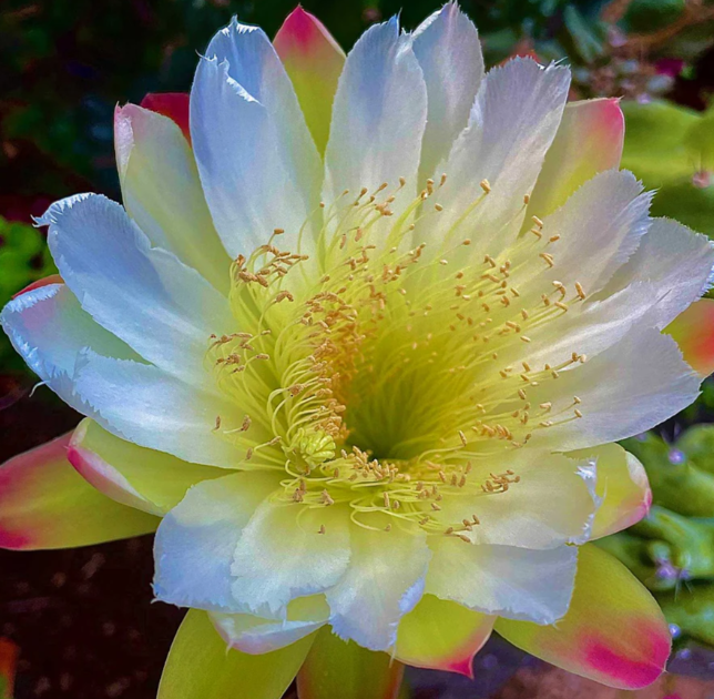 Cereus peruvianus monstrose 15 Pieces Seeds