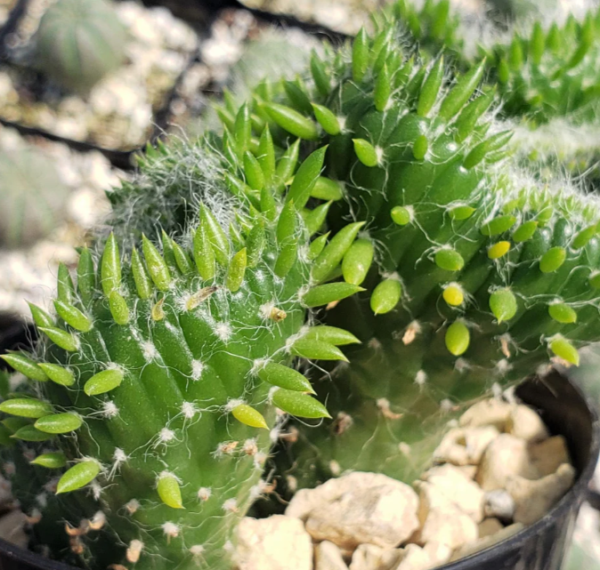Opuntia subulata cristata Snow Ridge 8 Pieces Seeds