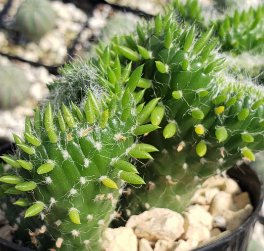 Opuntia subulata cristata Snow Ridge 8 Pieces Seeds