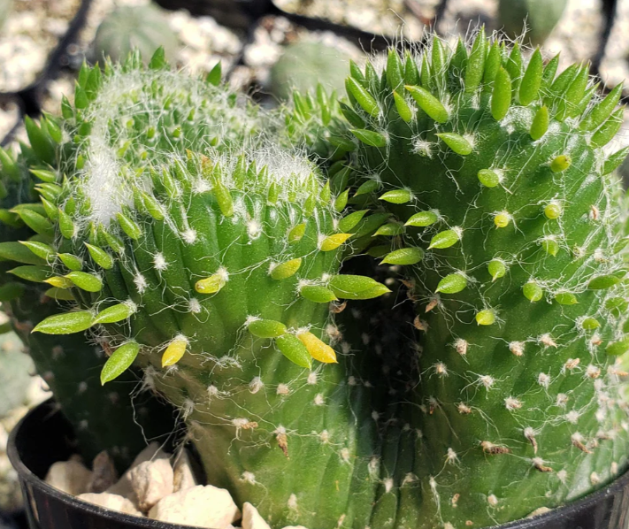 Opuntia subulata cristata Snow Ridge 8 Pieces Seeds