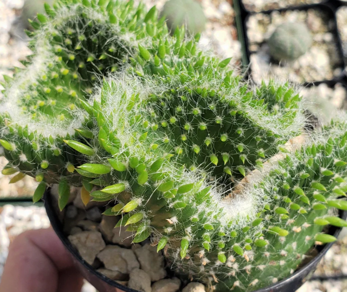 Opuntia subulata cristata Snow Ridge 8 Pieces Seeds