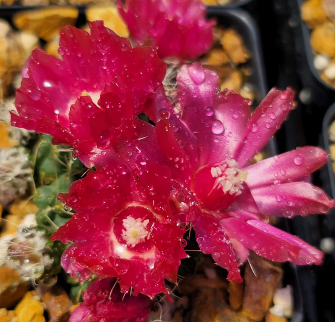 Puna subterranea 'incahuasi' 10 Pieces Seeds