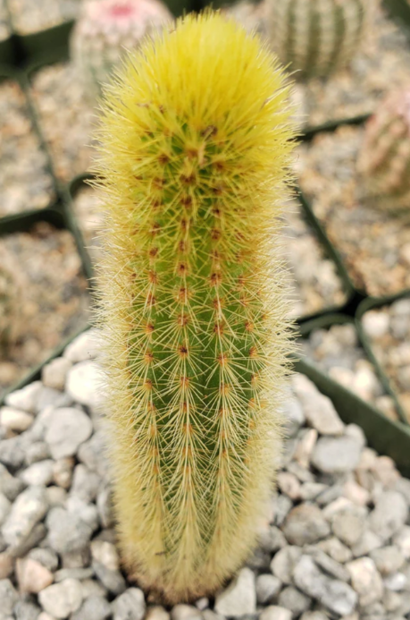 Cleistocactus winteri Golden Rat Tail 10 Pieces Seeds
