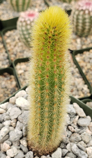 Cleistocactus winteri Golden Rat Tail 10 Pieces Seeds