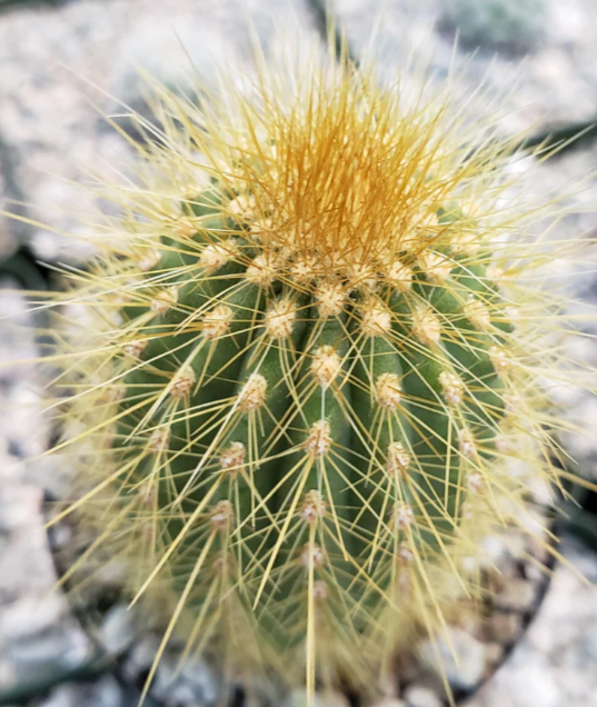 Espostoa guentheri 10 Pieces Seeds