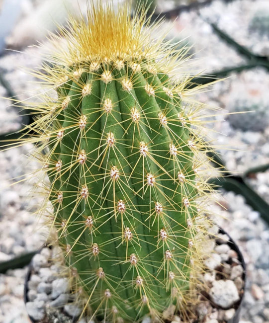 Espostoa guentheri 10 Pieces Seeds