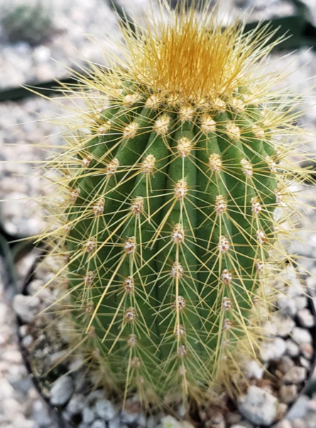Espostoa guentheri 10 Pieces Seeds