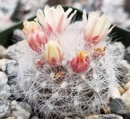 Mammillaria Schwarzii 10 Pieces Seeds