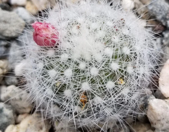Mammillaria Schwarzii 10 Pieces Seeds
