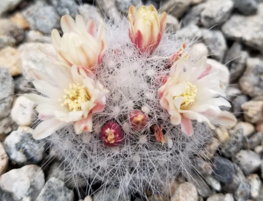 Mammillaria Schwarzii 10 Pieces Seeds