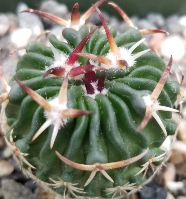 Echinofossulocactus phyllacanthus v. violaciflora 20 Pieces Seeds