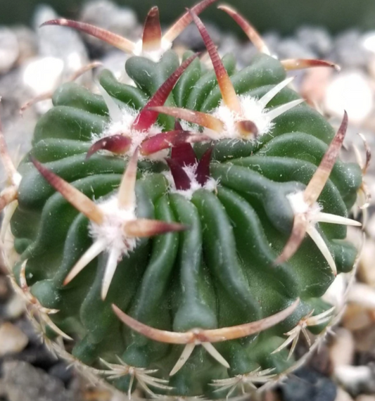 Echinofossulocactus phyllacanthus v. violaciflora 20 Pieces Seeds