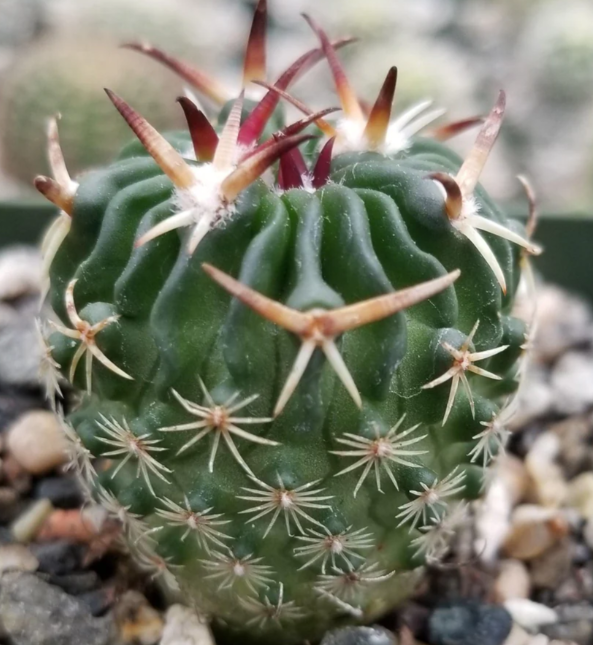 Echinofossulocactus phyllacanthus v. violaciflora 20 Pieces Seeds