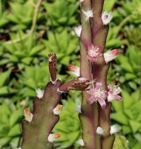 Hurricane Cactus 'Lepismium Cruciforme' 10 Pieces Seeds