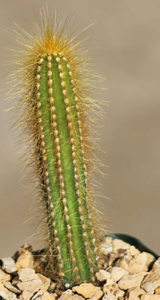 Pilosocereus tillianus 10 Pieces Seeds