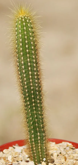 Pilosocereus tillianus 10 Pieces Seeds