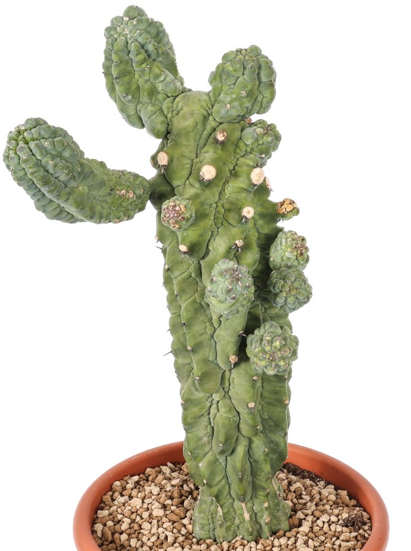 Myrtillocactus geometrizans ‘Glorp’ 12 Pieces Seeds