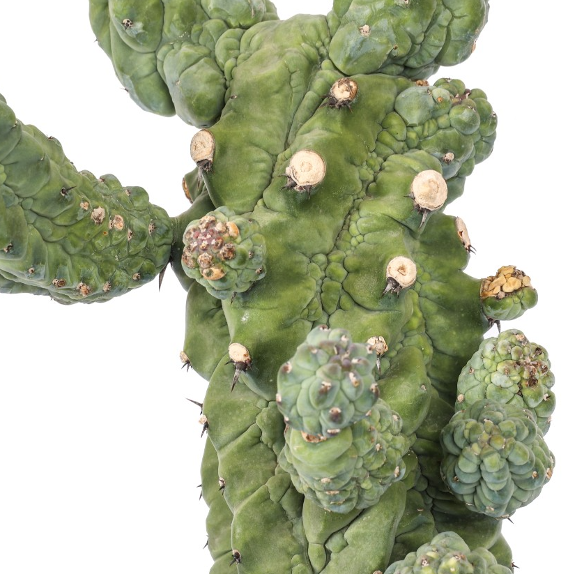 Myrtillocactus geometrizans ‘Glorp’ 12 Pieces Seeds