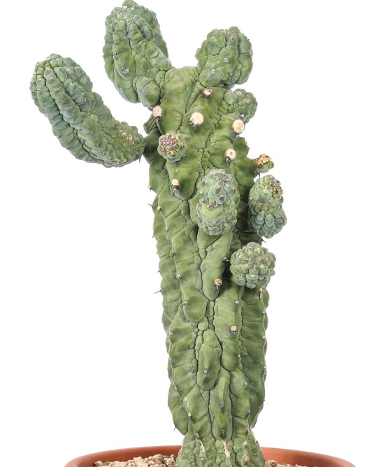 Myrtillocactus geometrizans ‘Glorp’ 12 Pieces Seeds