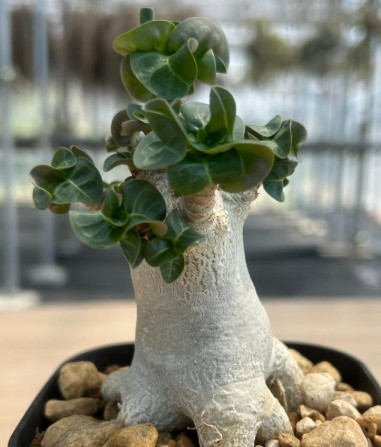 Adenium arabicum 'Dorset Horn' 6 Pieces Seeds