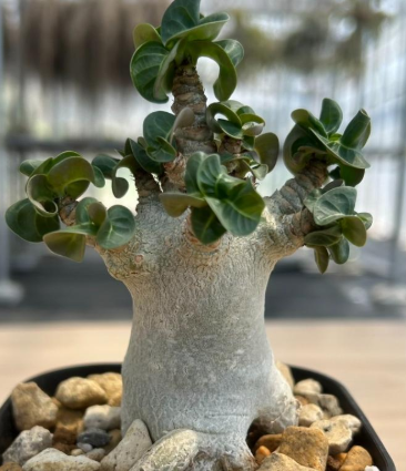 Adenium arabicum 'Dorset Horn' 6 Pieces Seeds