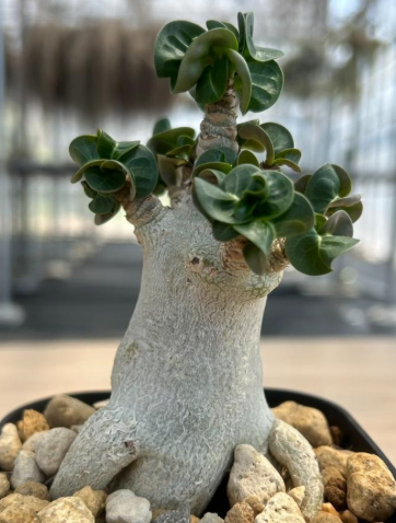 Adenium arabicum 'Dorset Horn' 6 Pieces Seeds