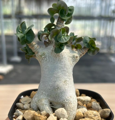 Adenium arabicum 'Dorset Horn' 6 Pieces Seeds