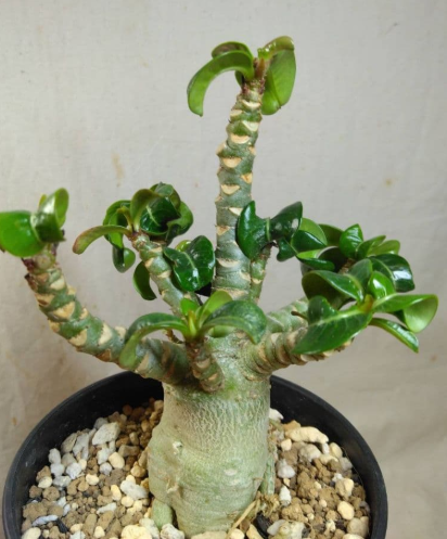 Adenium Dorset Horn Medusa 6 Pieces Seeds