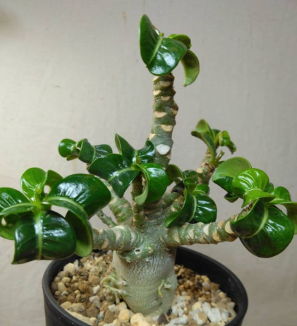 Adenium Dorset Horn Medusa 6 Pieces Seeds