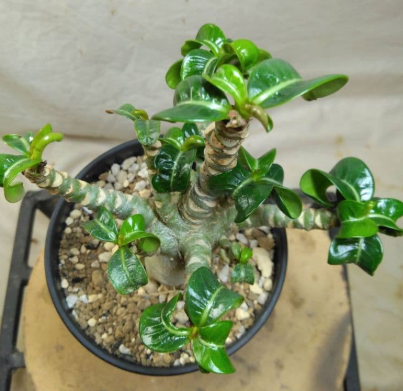 Adenium Dorset Horn Medusa 6 Pieces Seeds