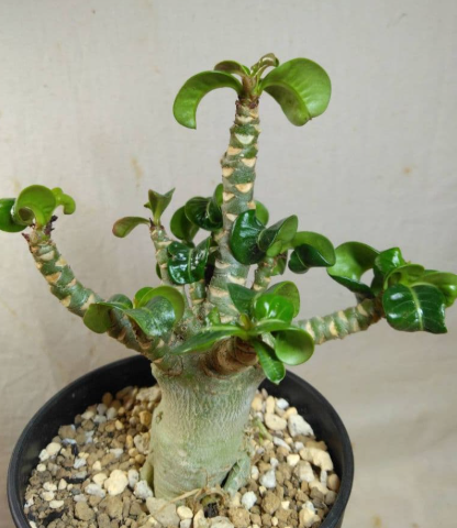 Adenium Dorset Horn Medusa 6 Pieces Seeds