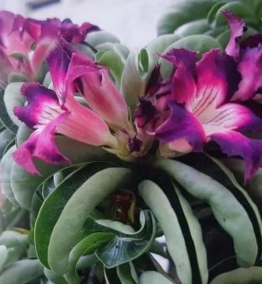 Adenium Dorset Horn Lion Leaf Medusa Purple Flower 6 Pieces Seeds