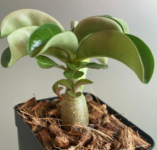 Adenium Dorset Horn Lion Leaf Medusa Purple Flower 6 Pieces Seeds