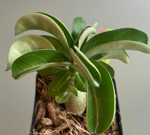 Adenium Dorset Horn Lion Leaf Medusa Purple Flower 6 Pieces Seeds
